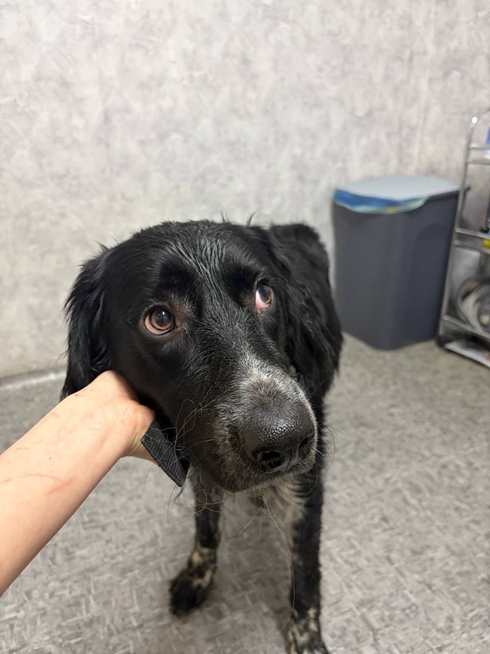 Пропала собака в Раменском — фото объявления