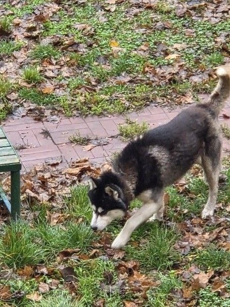 Пропала собака в Раменском — фото объявления