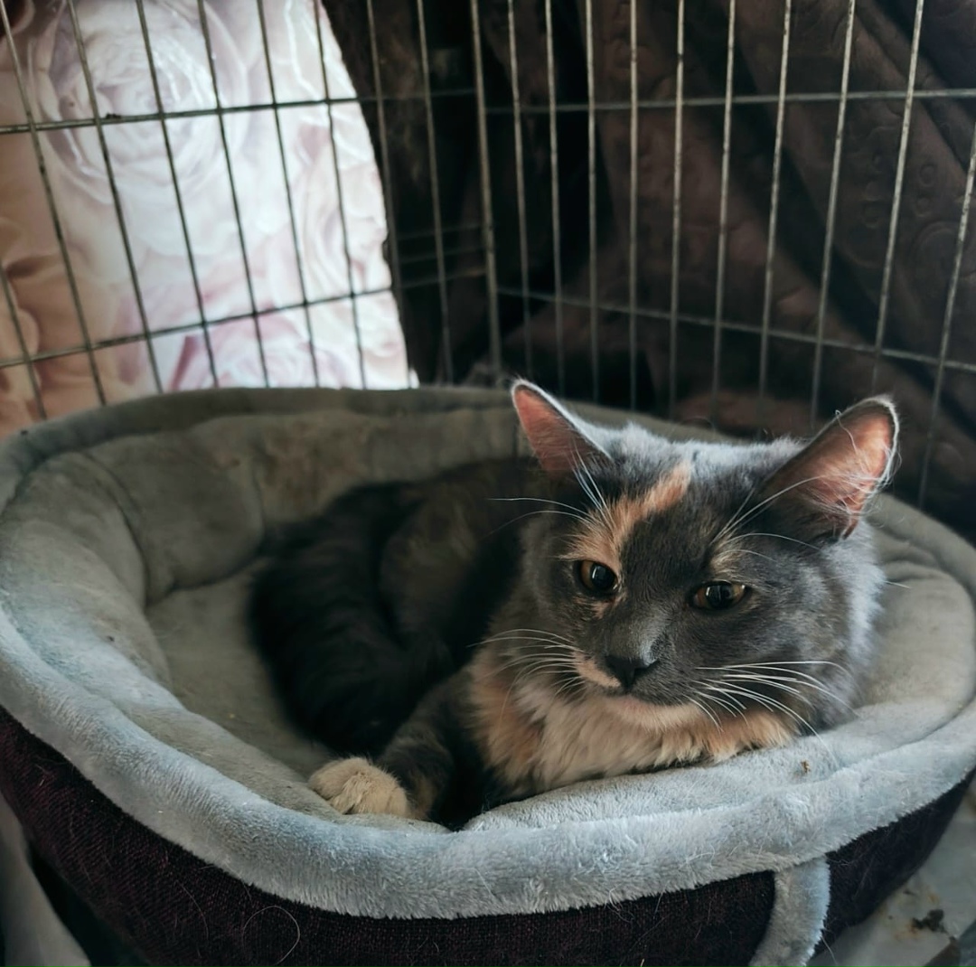 Найдена кошка в Раменском — фото объявления