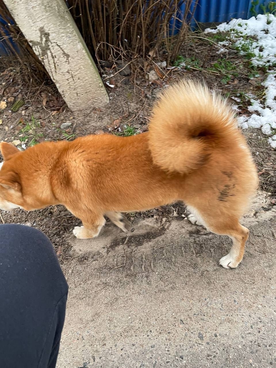 Пропала собака в Раменском — фото объявления