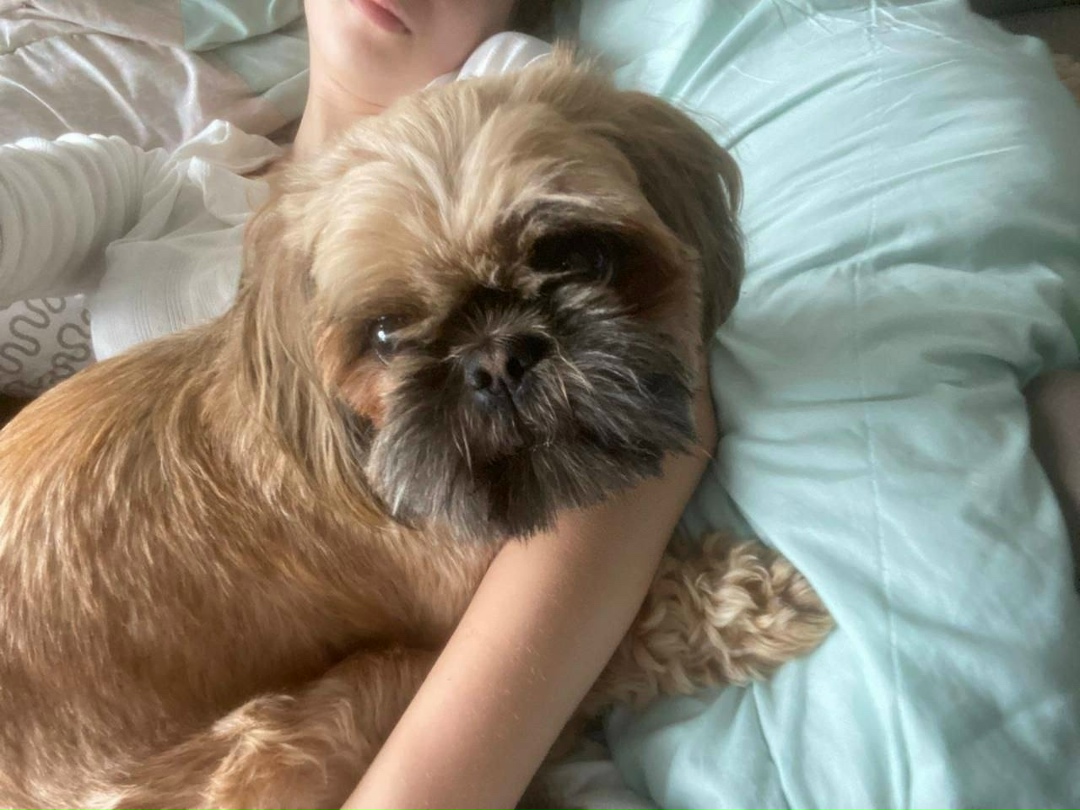 Пропала собака в Раменском — фото объявления