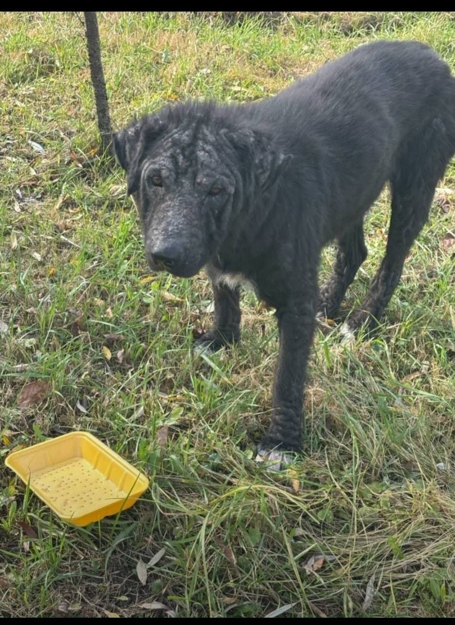 Найдена собака в Раменском — фото объявления