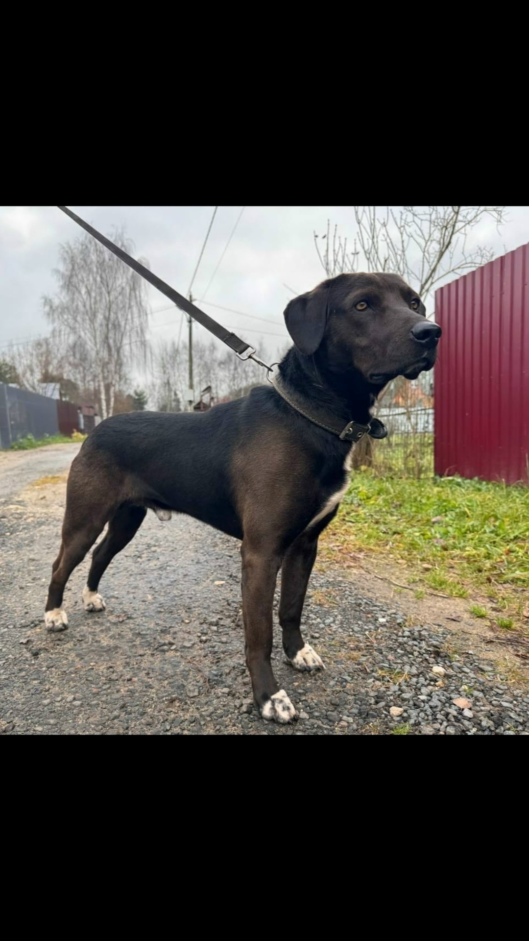 Найдена собака в Раменском — фото объявления