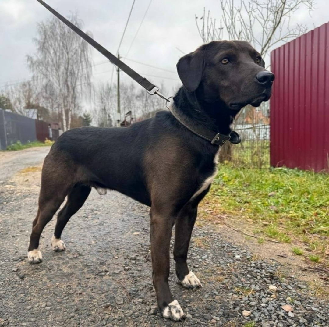 Найдена собака в Раменском — фото объявления