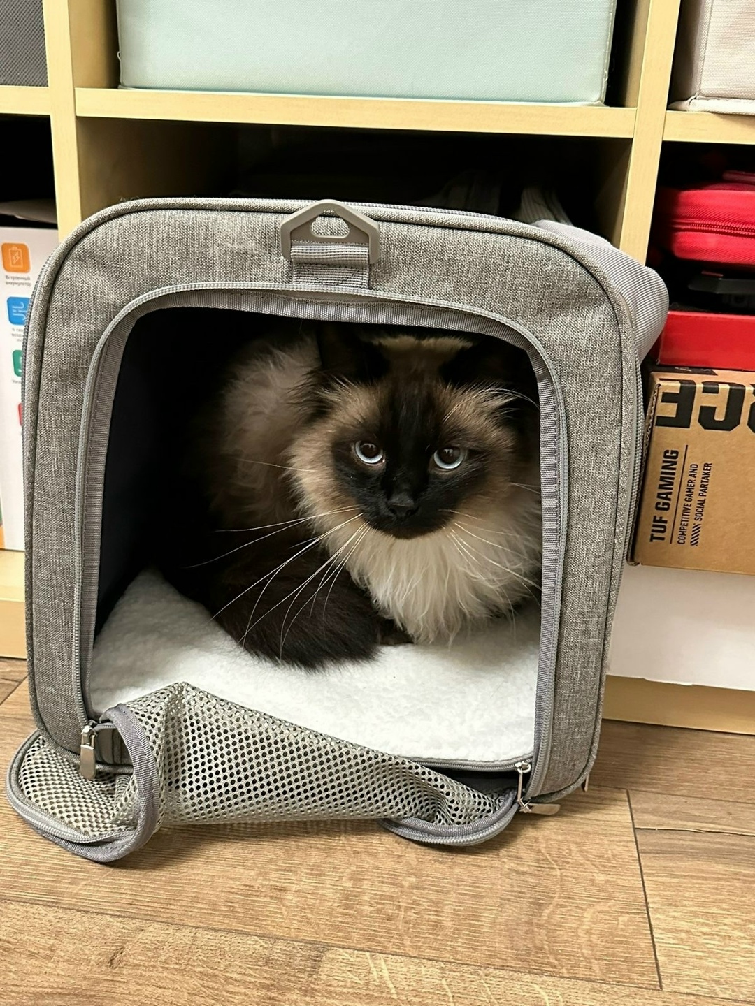 Пропала кошка в Раменском — фото объявления