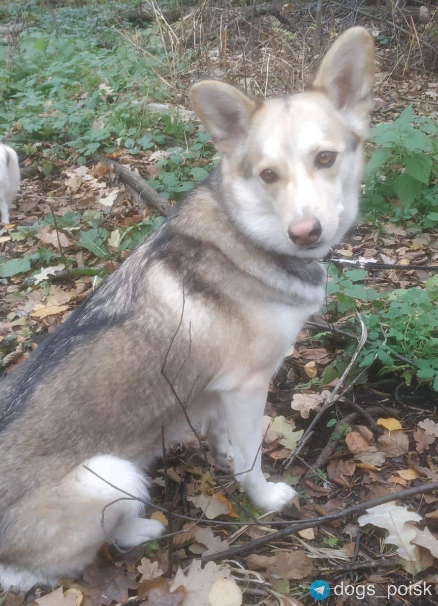 Пропала собака в Раменском — фото объявления