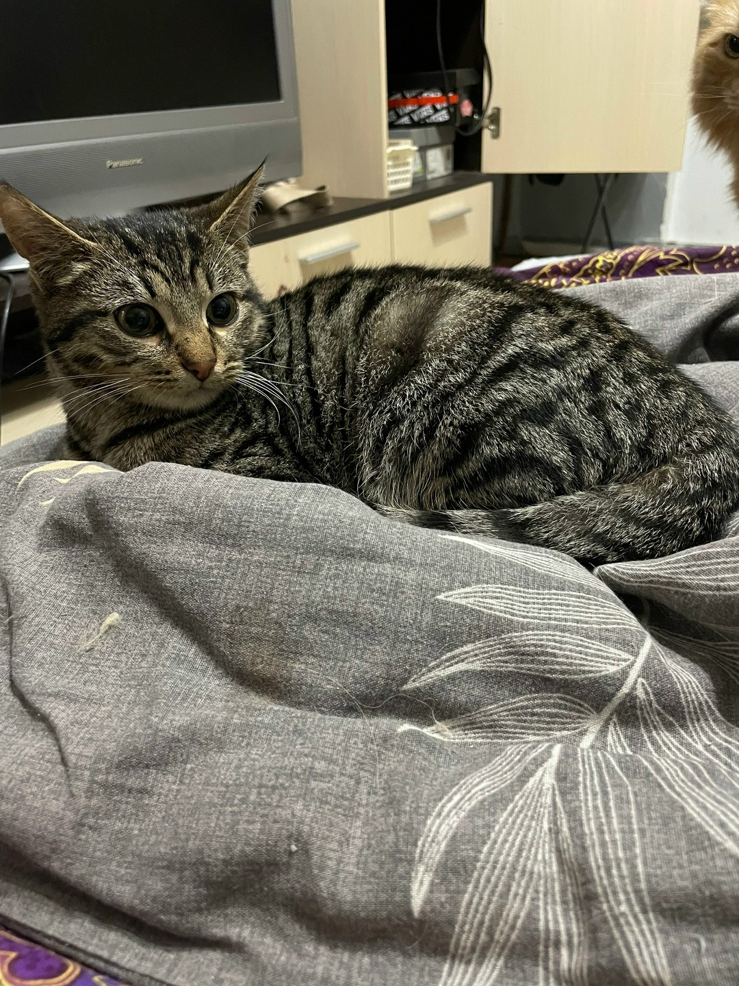 Найдена собака в Раменском — фото объявления