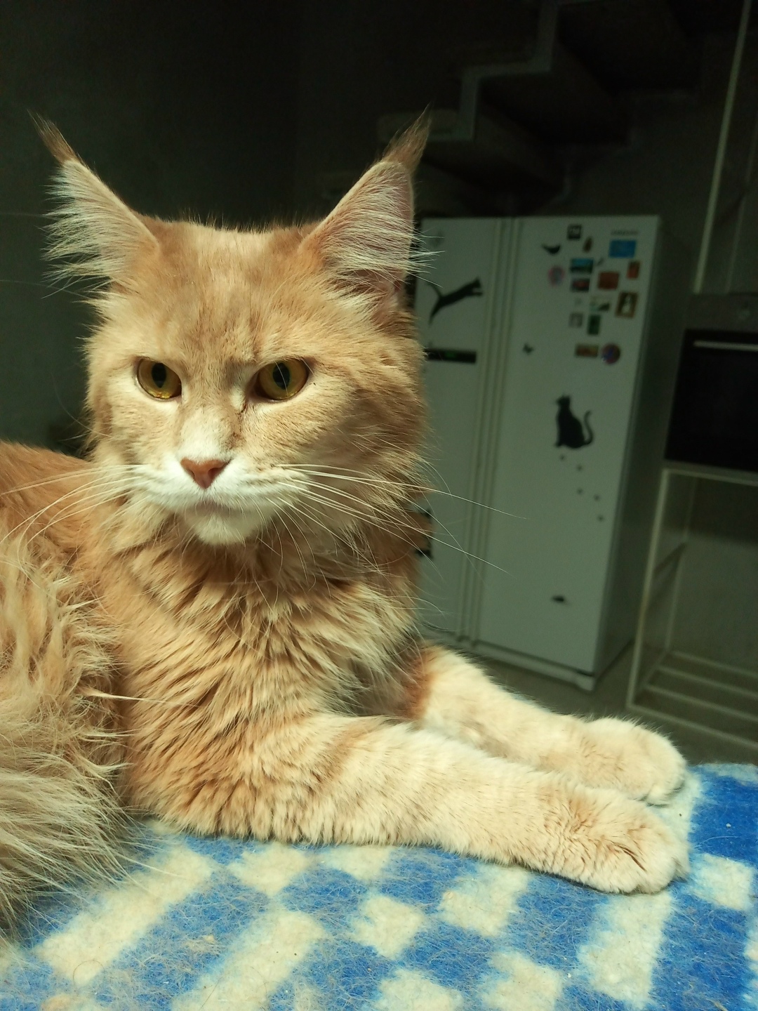 Пропала кошка в Раменском — фото объявления