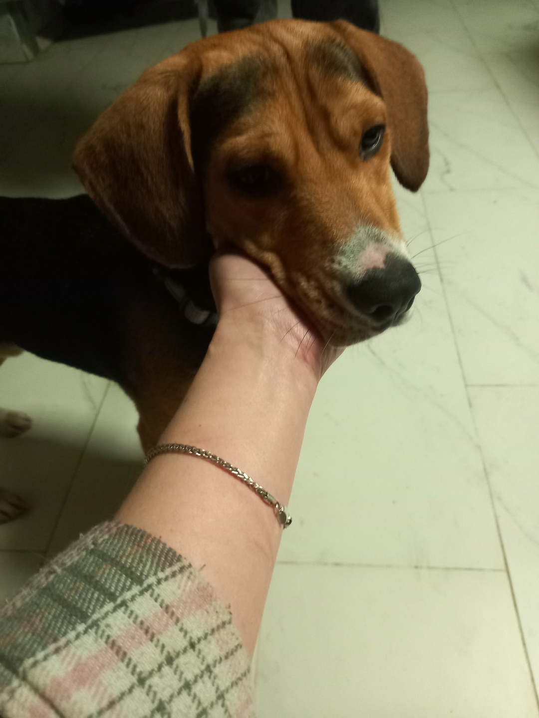 Найдена собака в Раменском — фото объявления