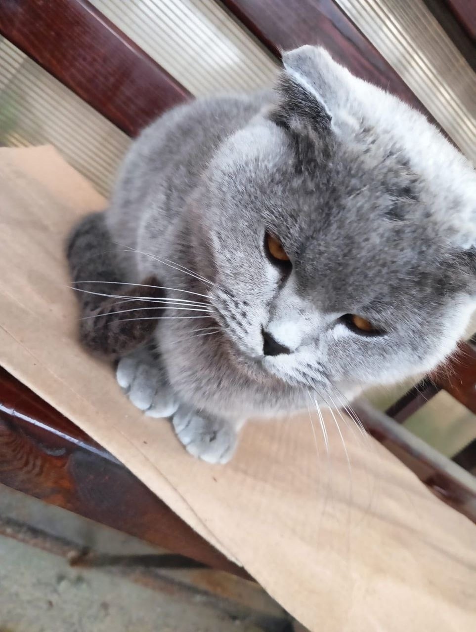 Найдена кошка в Раменском — фото объявления