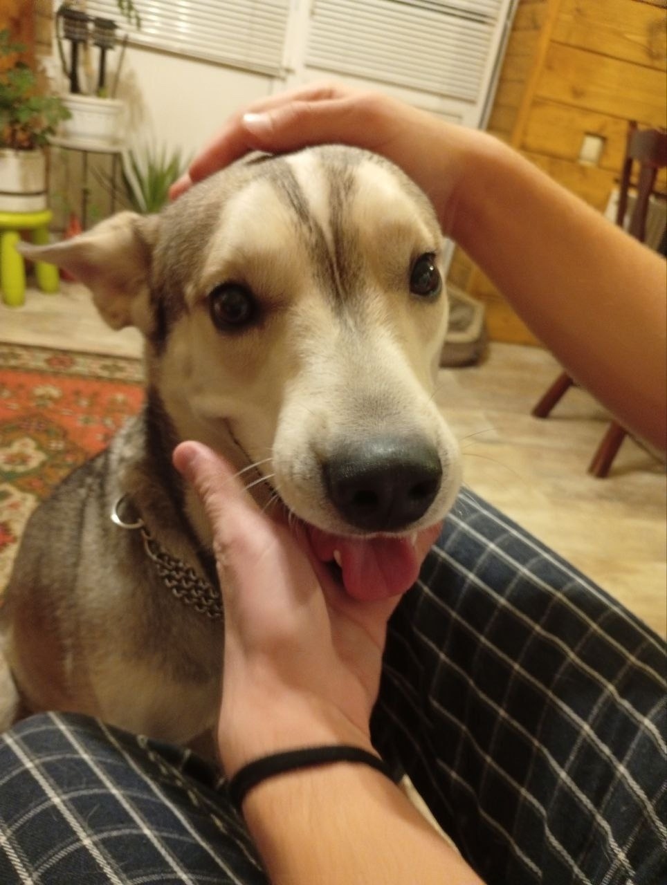 Найдена собака в Раменском — фото объявления