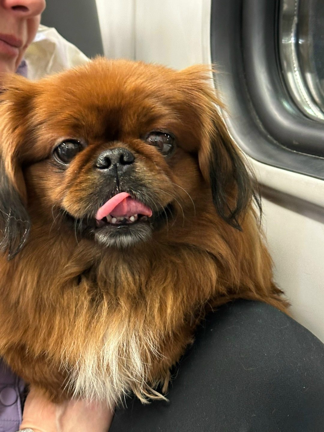 Пропала собака в Раменском — фото объявления