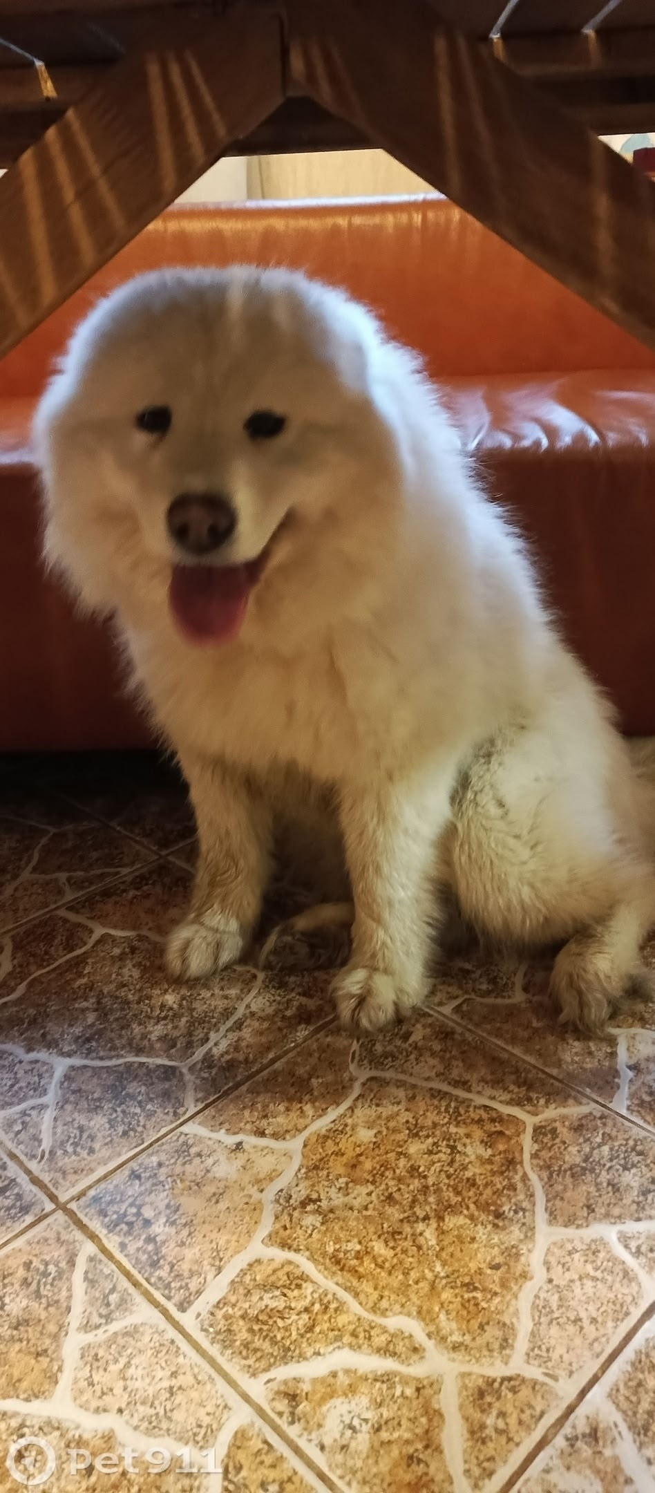 Найдена собака в Раменском — фото объявления