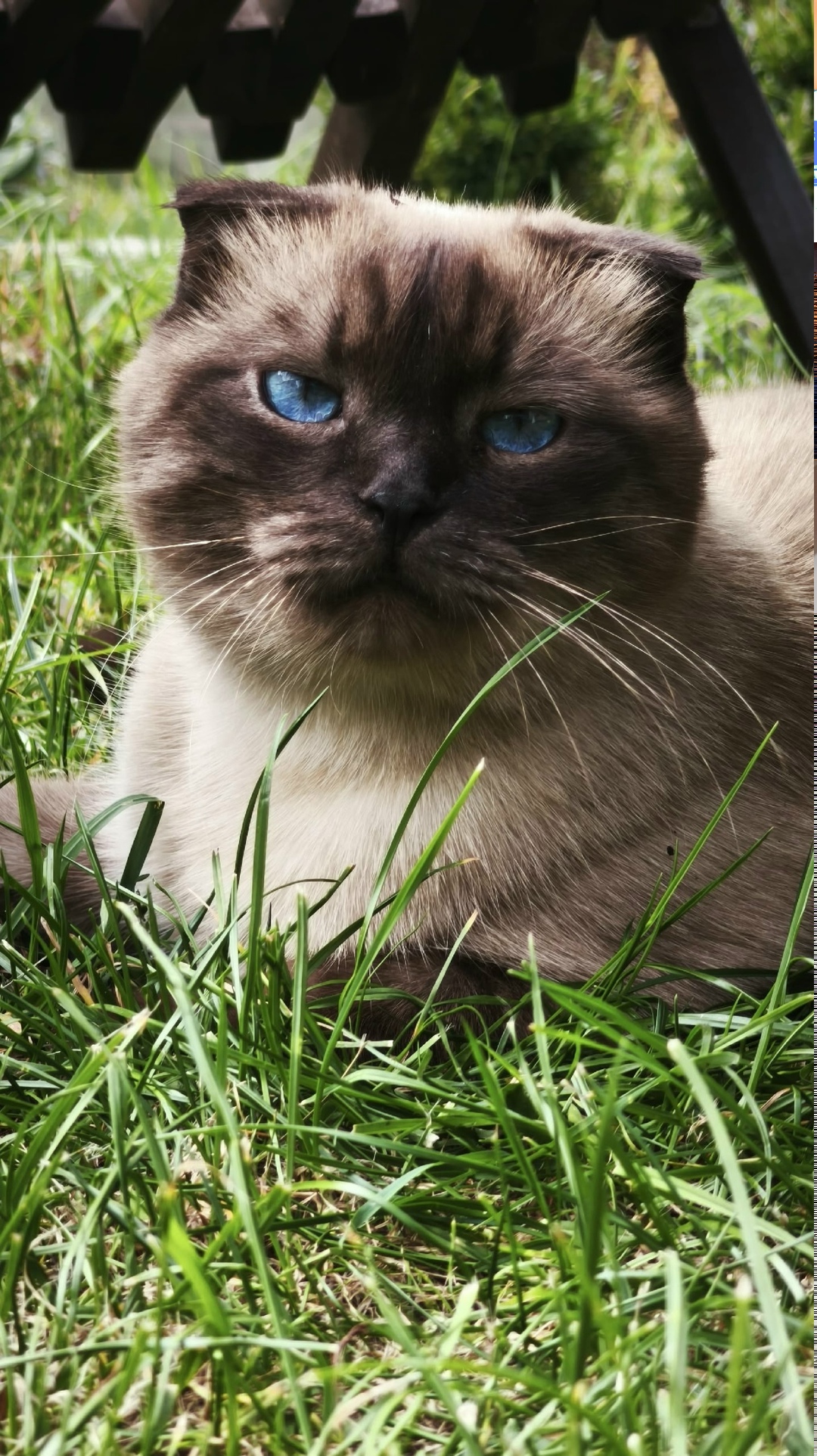 Пропала кошка в Сызрани — фото объявления