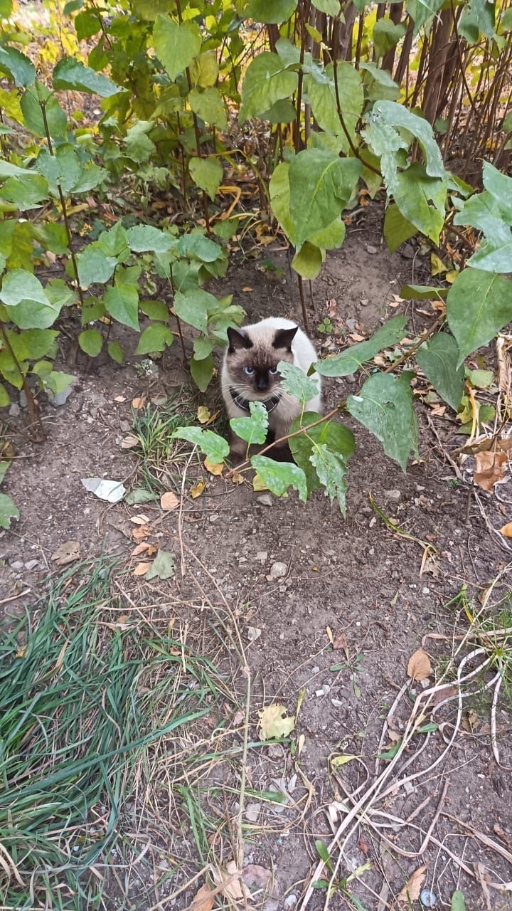 Пропала кошка в Сызрани — фото объявления