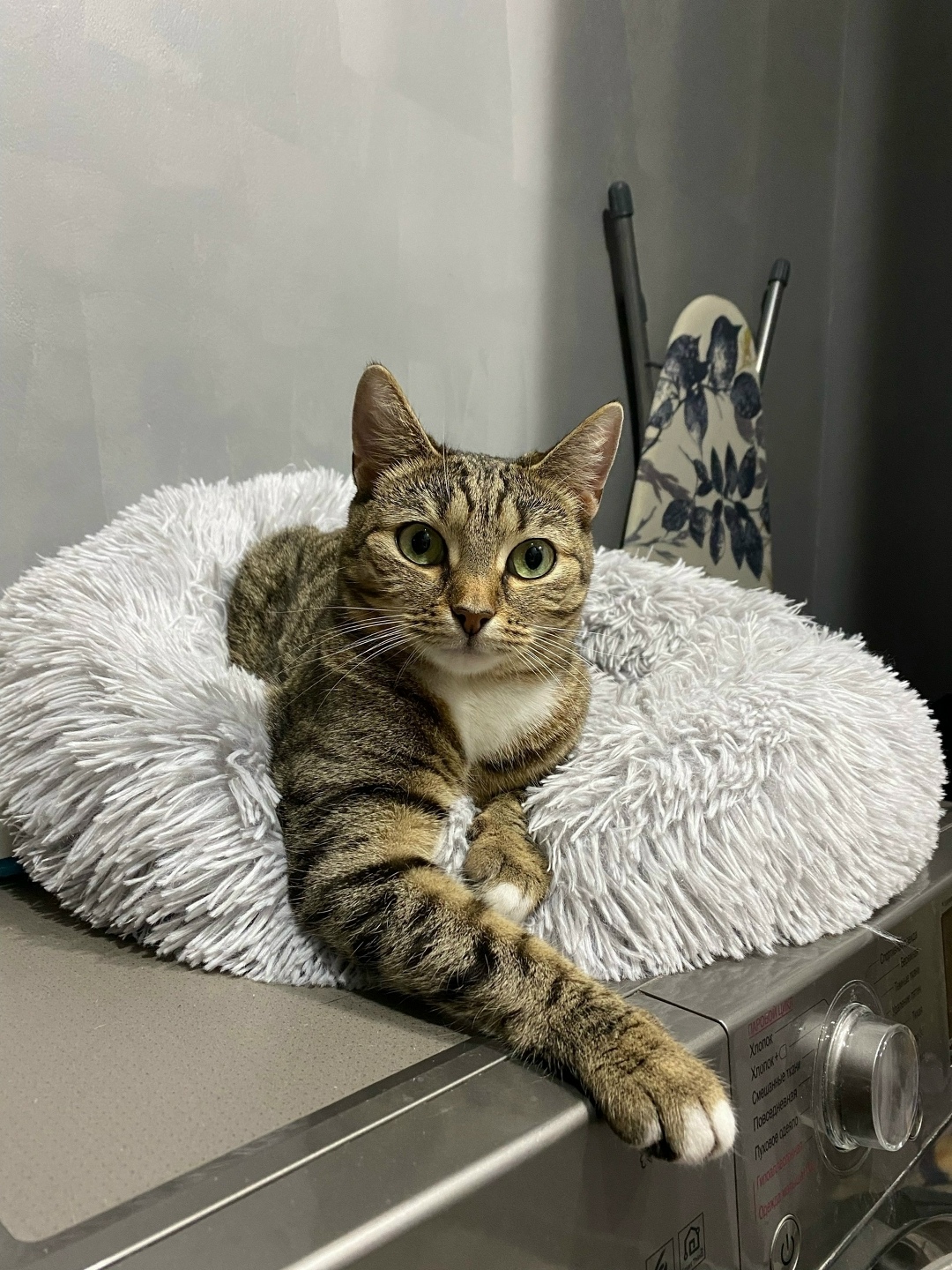 Пропала кошка в Сызрани — фото объявления