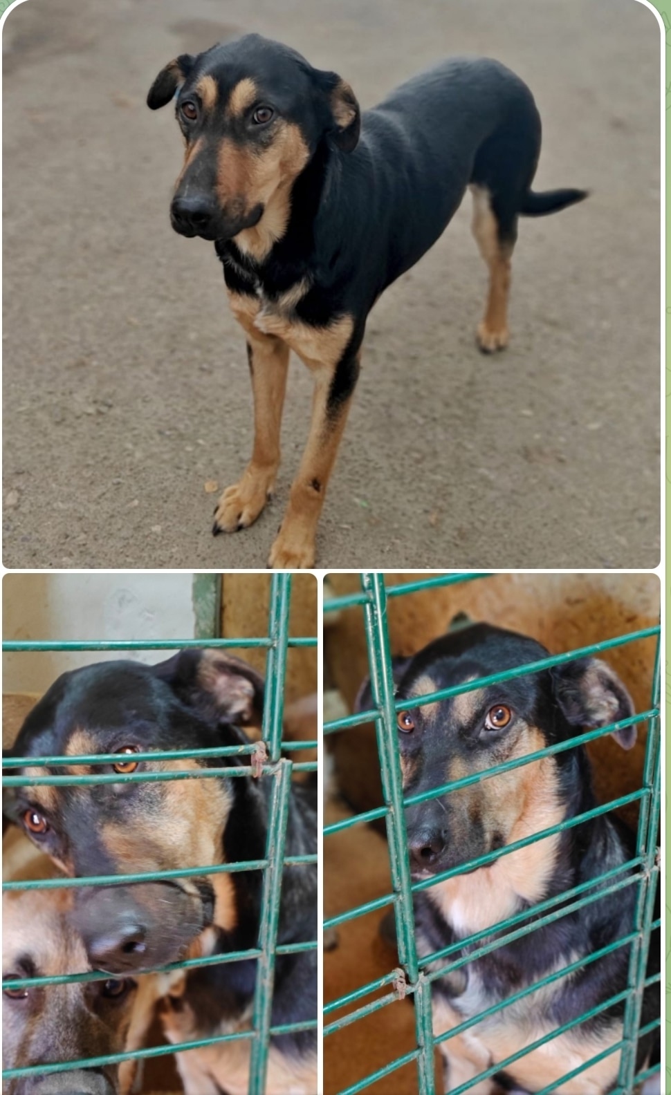 Найдена собака в Сызрани — фото объявления