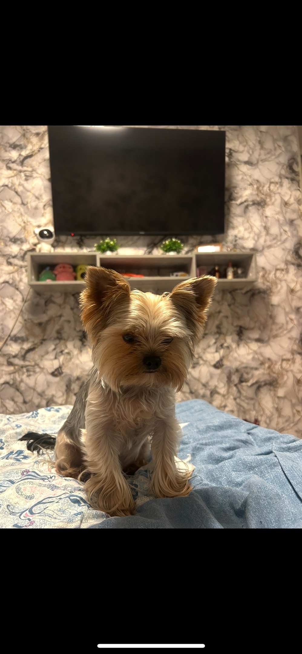 Пропала собака в Сызрани — фото объявления