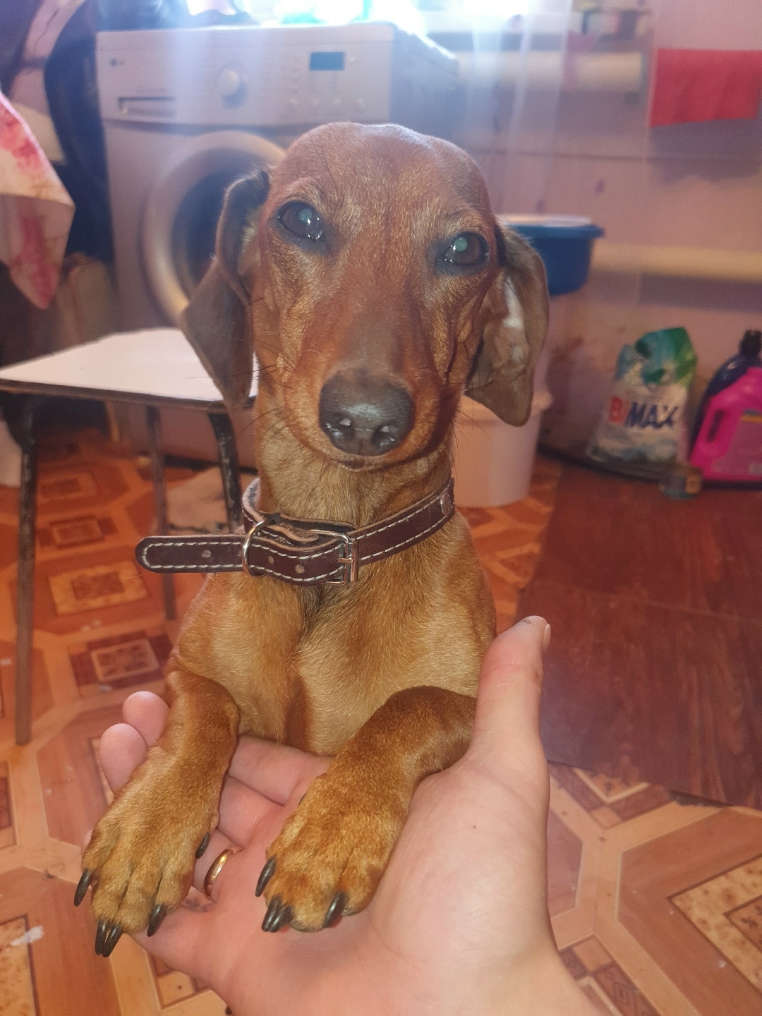 Пропала собака в Сызрани — фото объявления