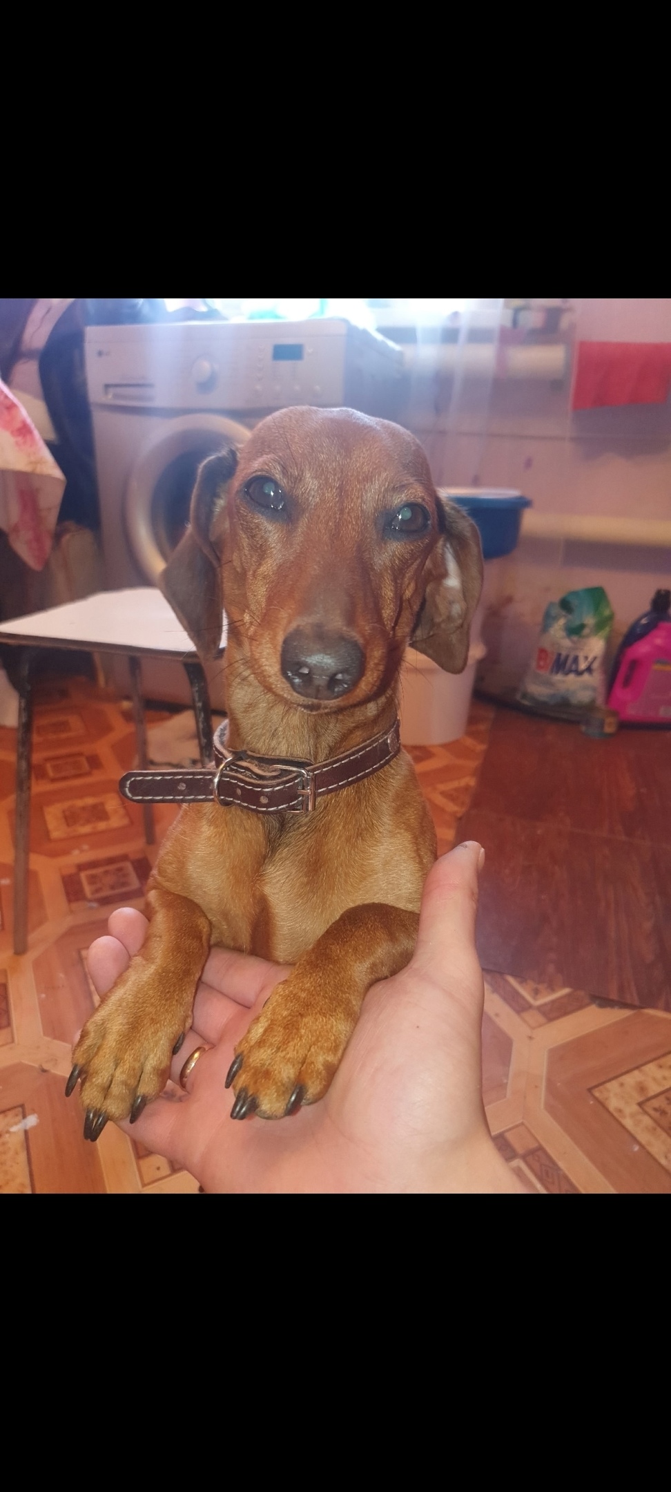 Пропала собака в Сызрани — фото объявления