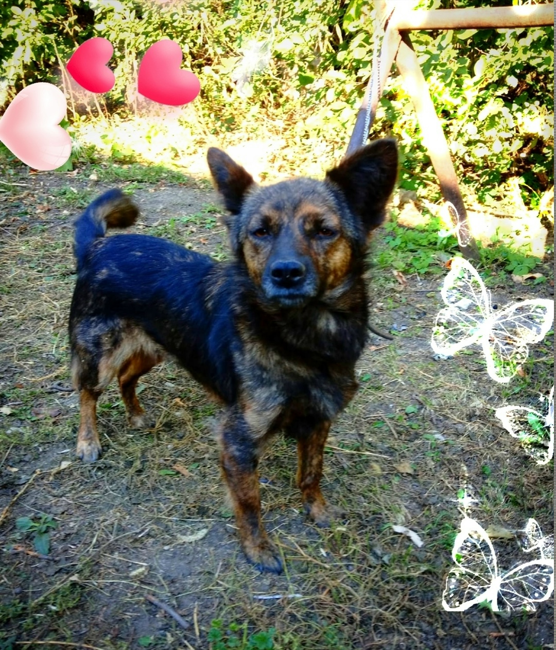 Пропала собака в Сызрани — фото объявления