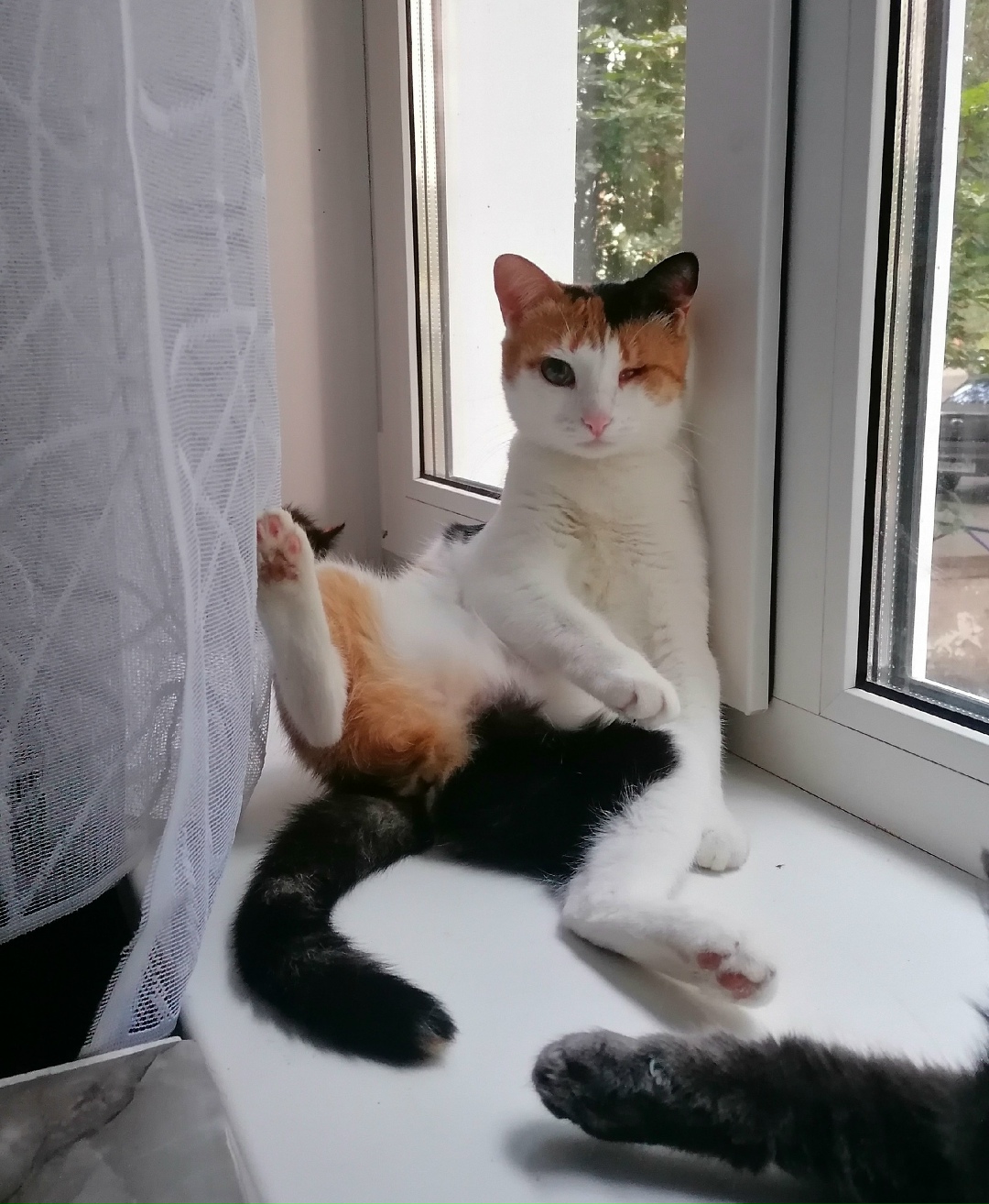 Найдена кошка в Сызрани — фото объявления