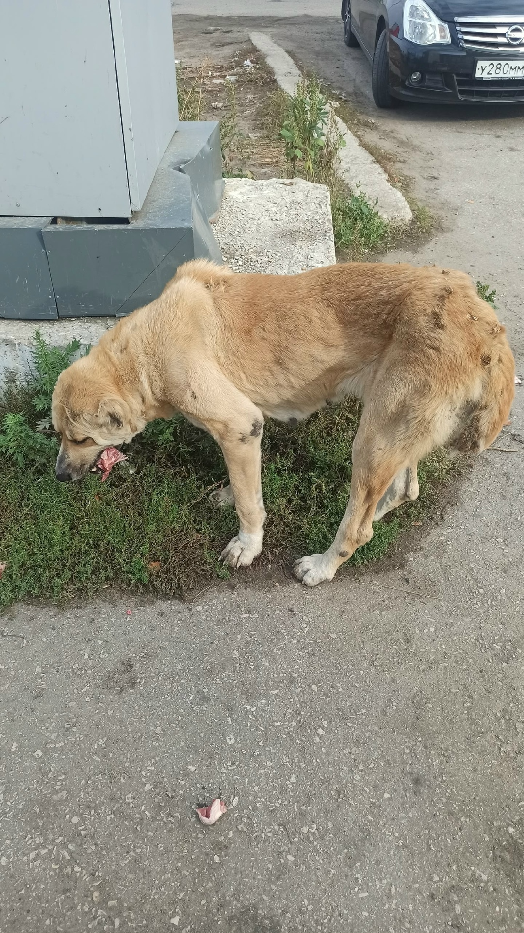 Пропала собака в Сызрани — фото объявления