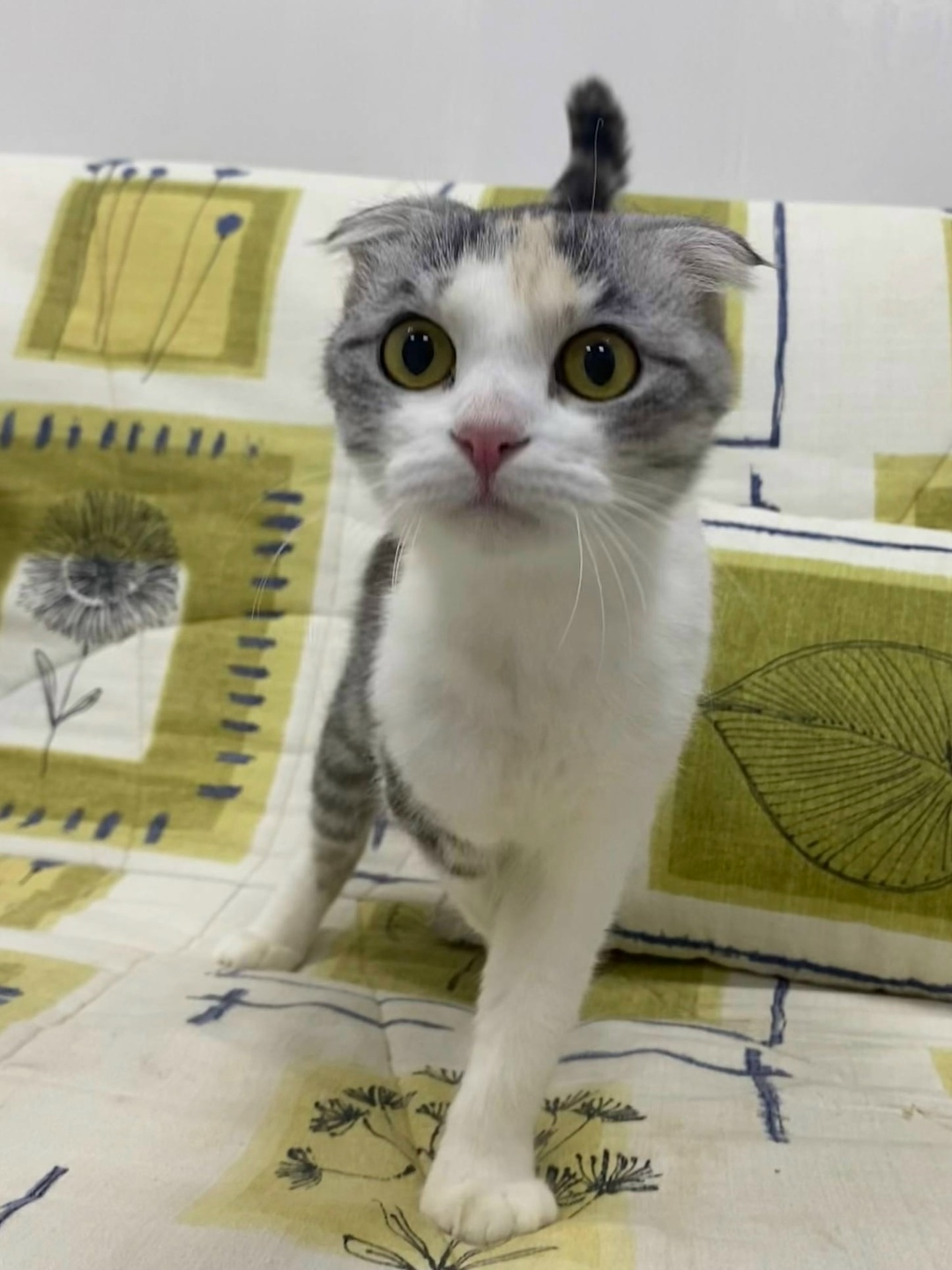 Найдена собака в Сызрани — фото объявления