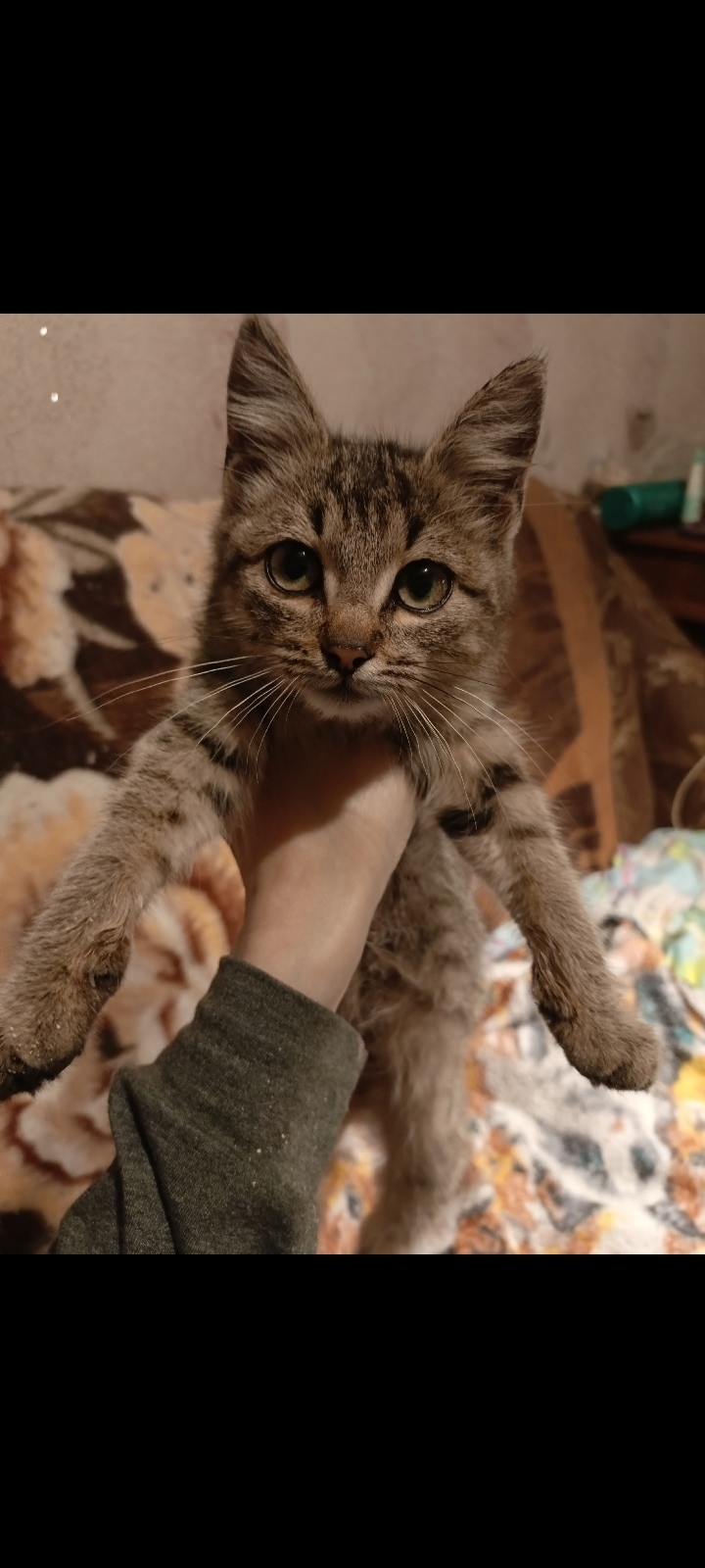 Найдена собака в Сызрани — фото объявления