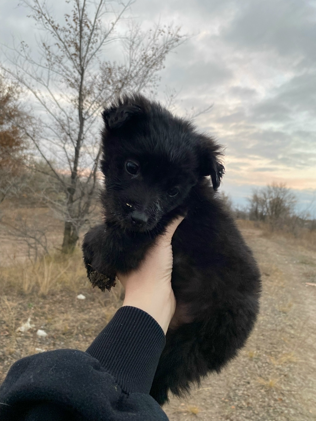 Найдена собака в Сызрани — фото объявления