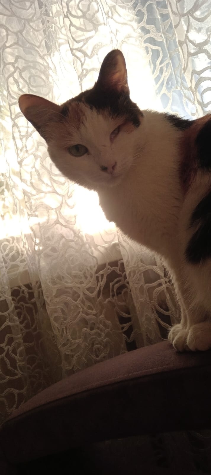 Пропала кошка в Сызрани — фото объявления