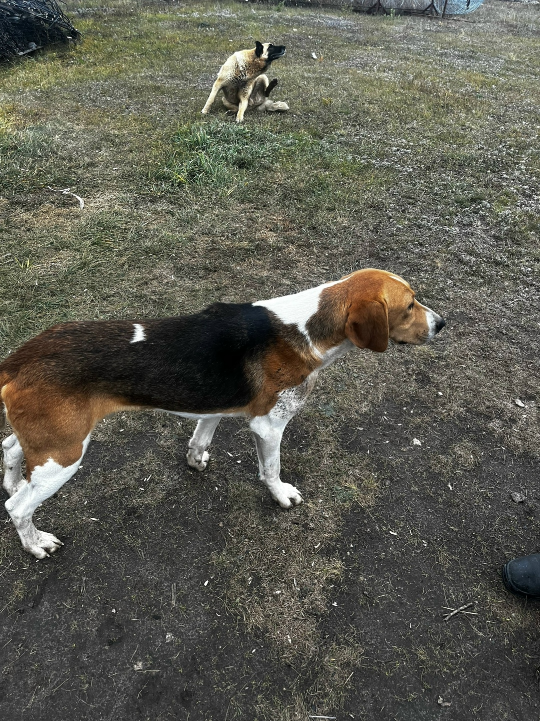 Найдена собака в Сызрани — фото объявления