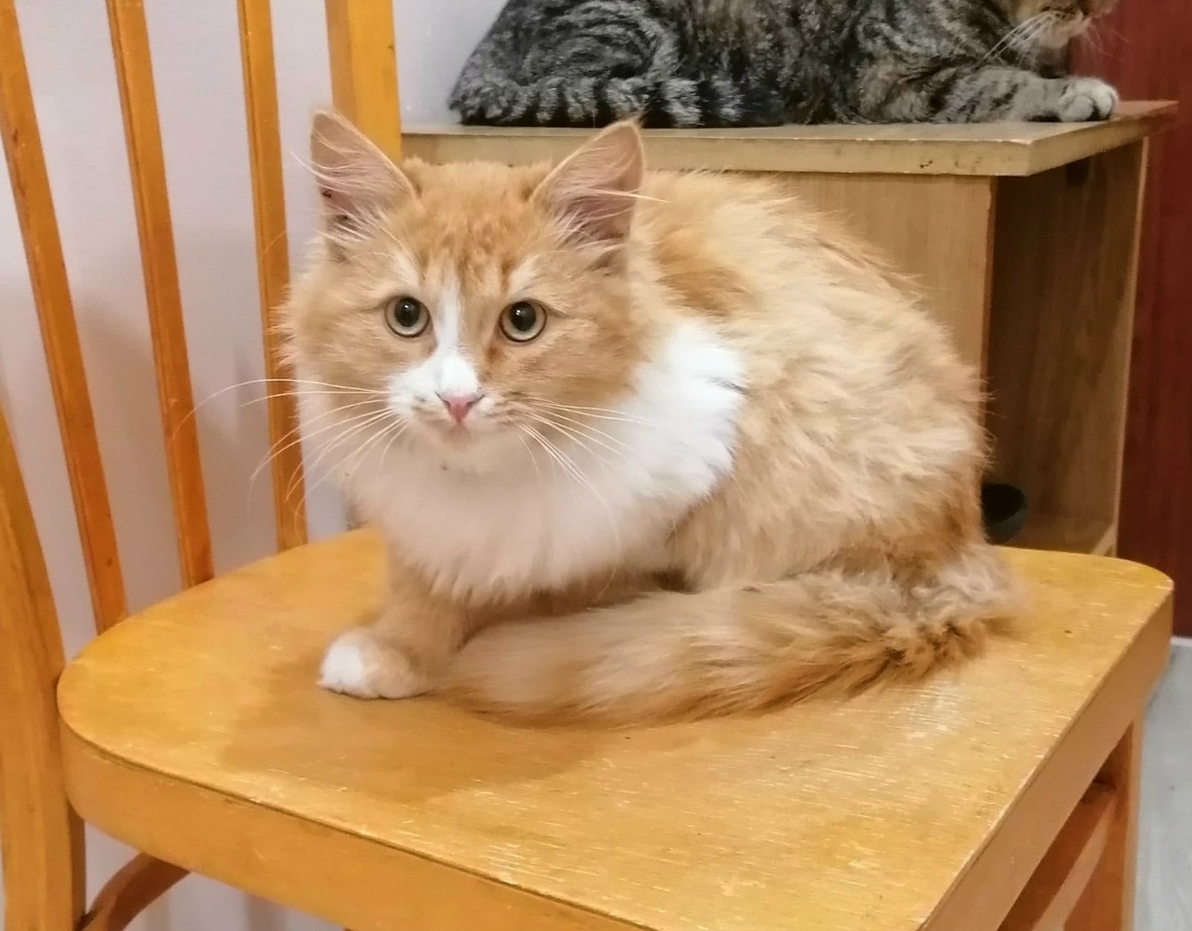 Найдена кошка в Сызрани — фото объявления