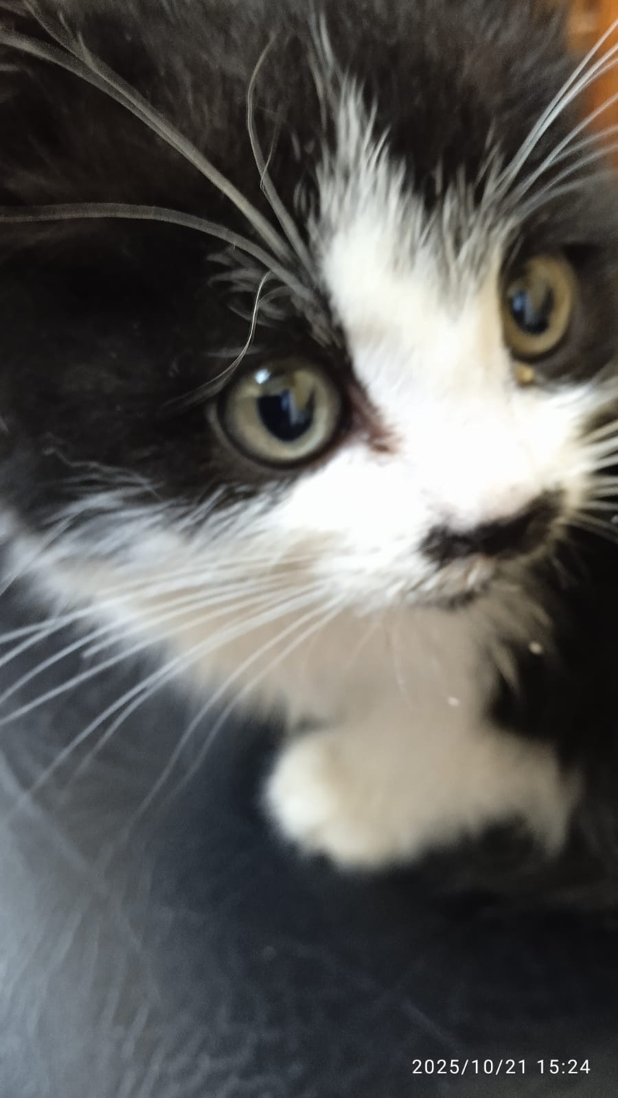 Найдена кошка в Сызрани — фото объявления