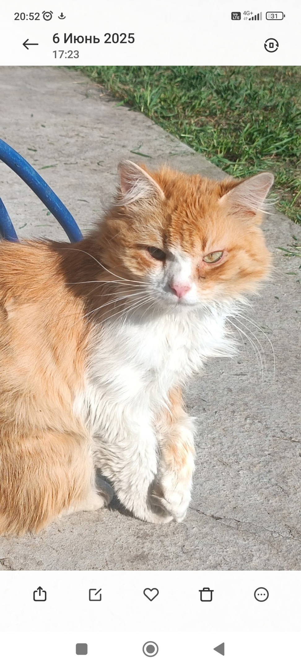 Пропала кошка в Сызрани — фото объявления