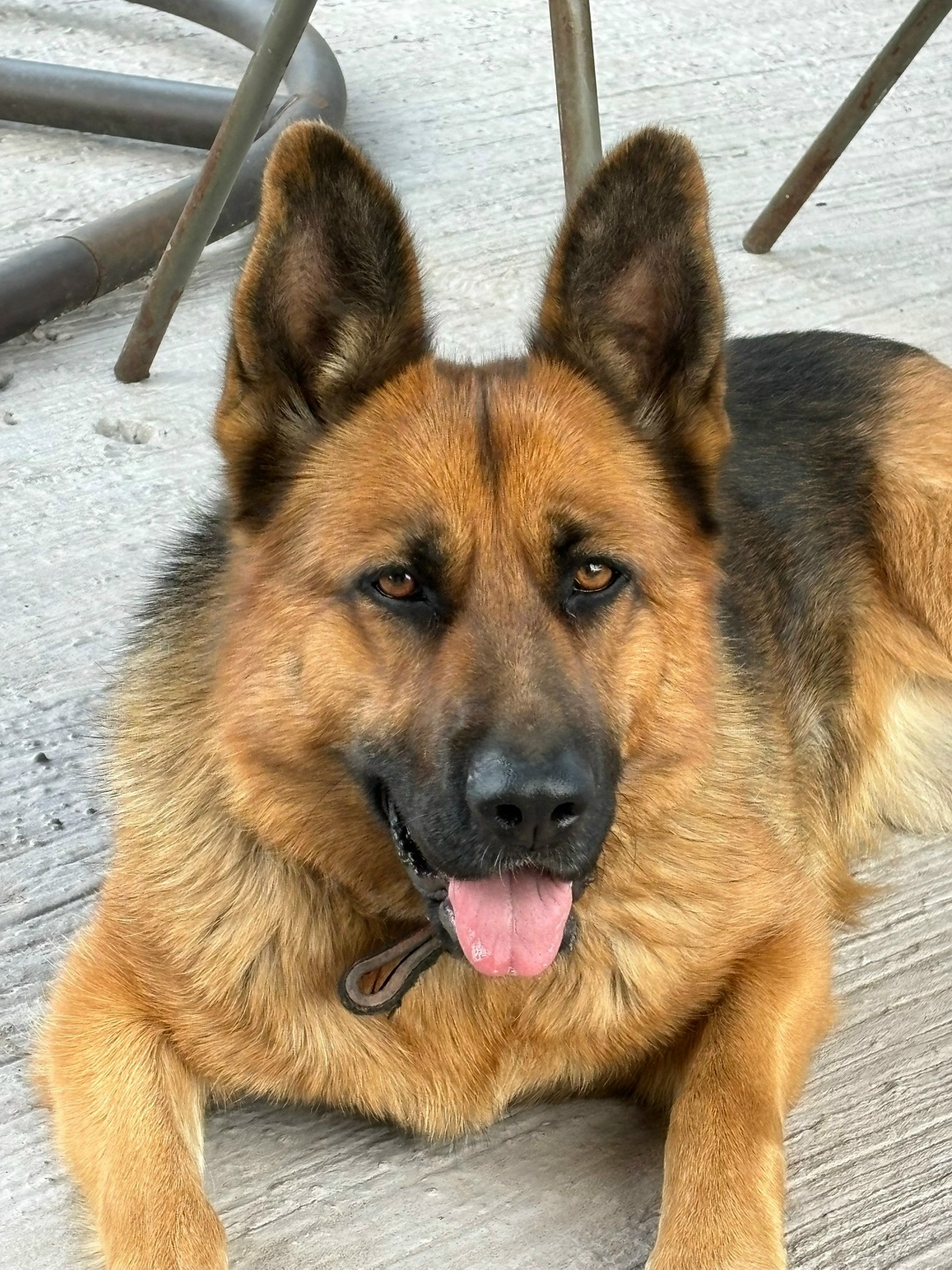 Пропала собака в Сызрани — фото объявления