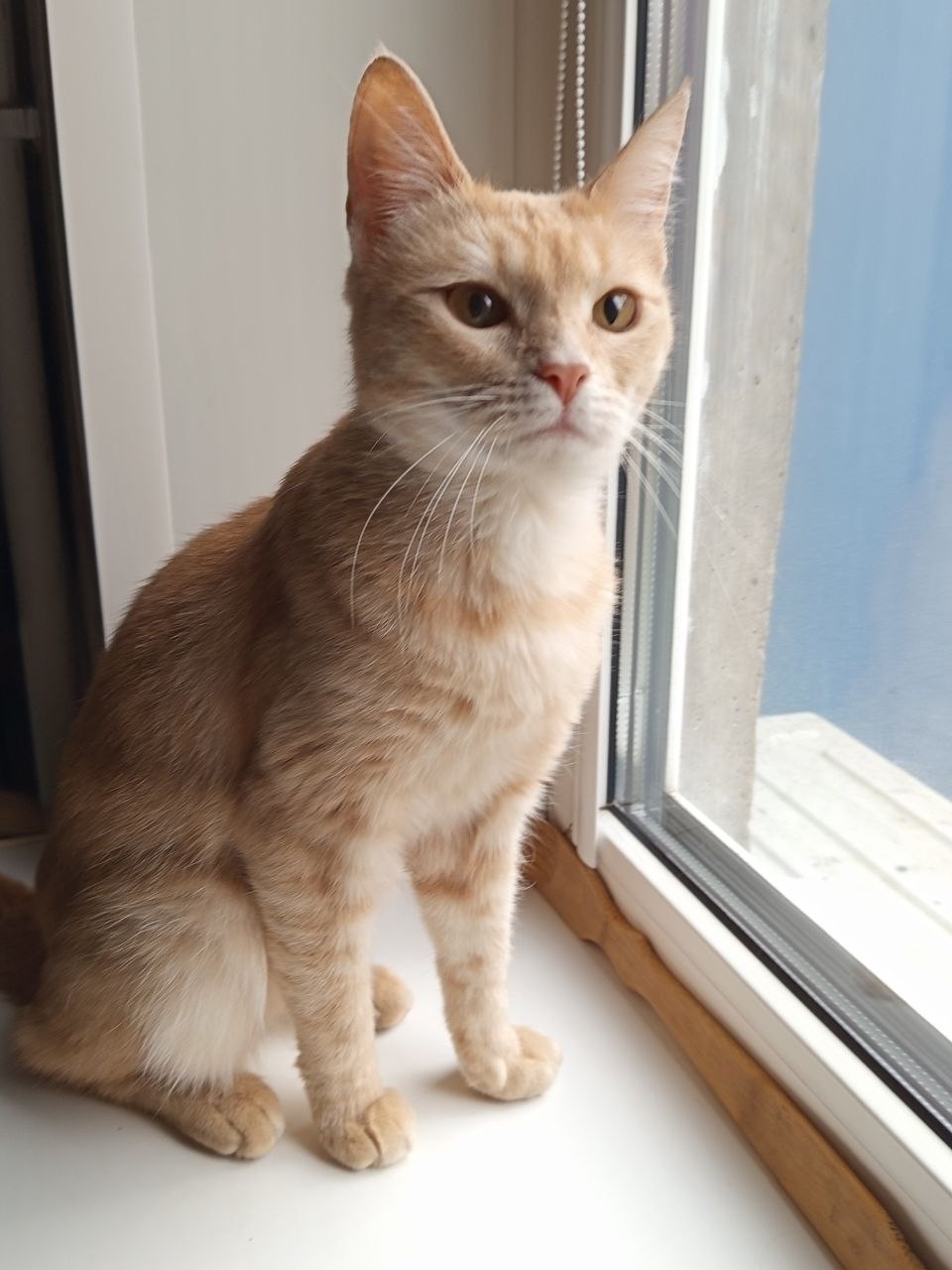 Найдена кошка в Сызрани — фото объявления