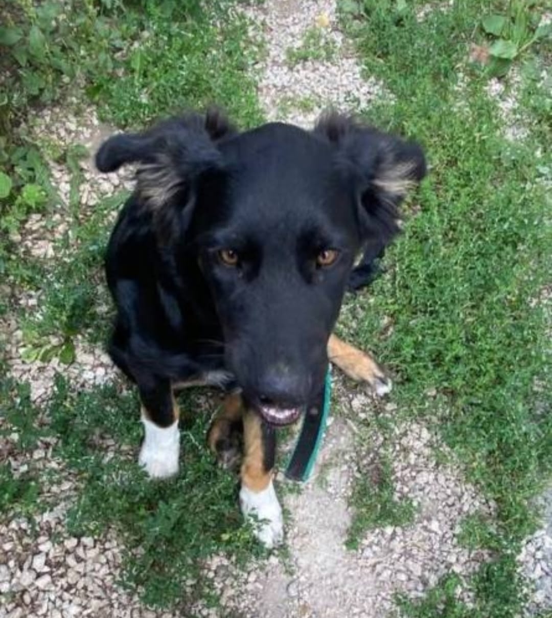 Пропала собака в Сызрани — фото объявления