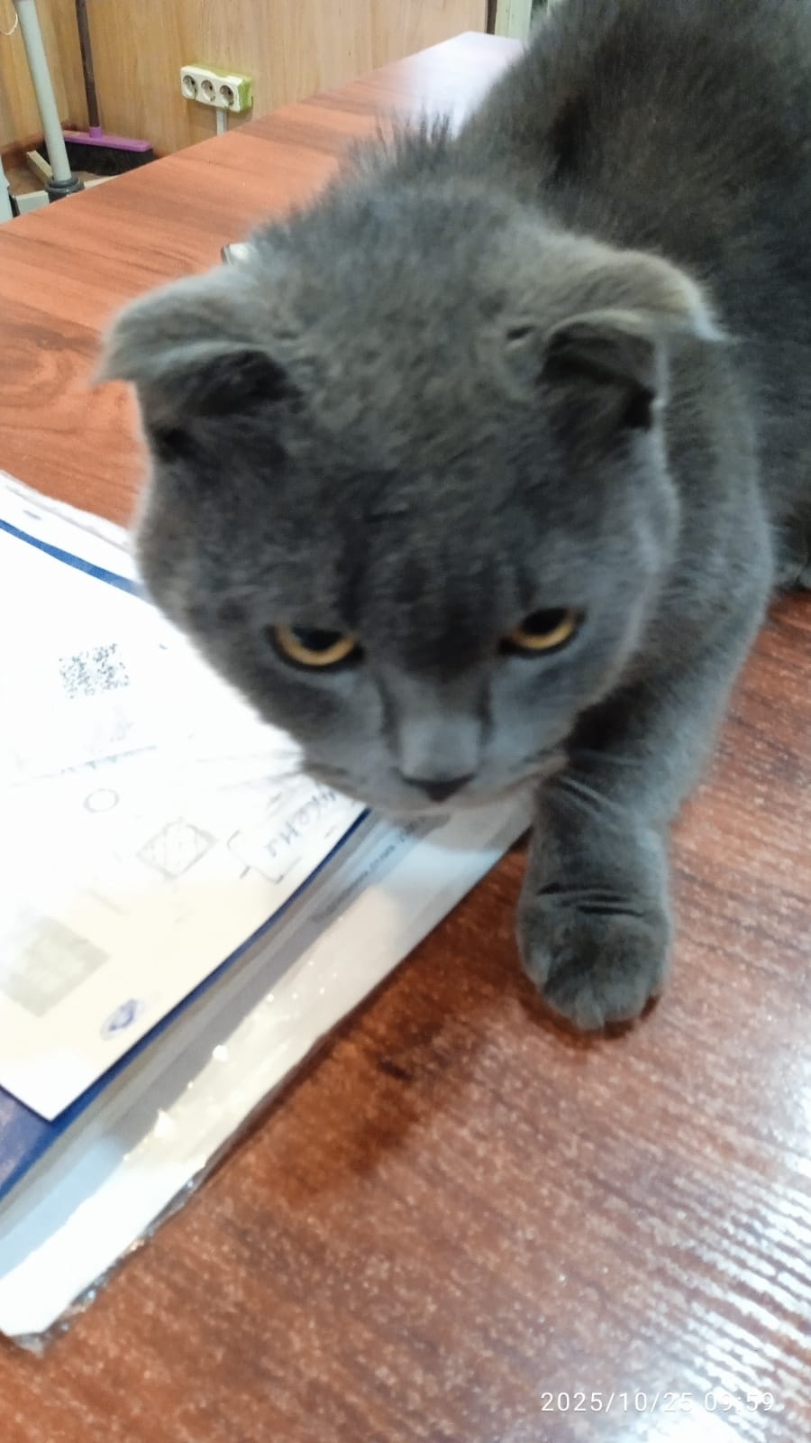 Найдена кошка в Сызрани — фото объявления