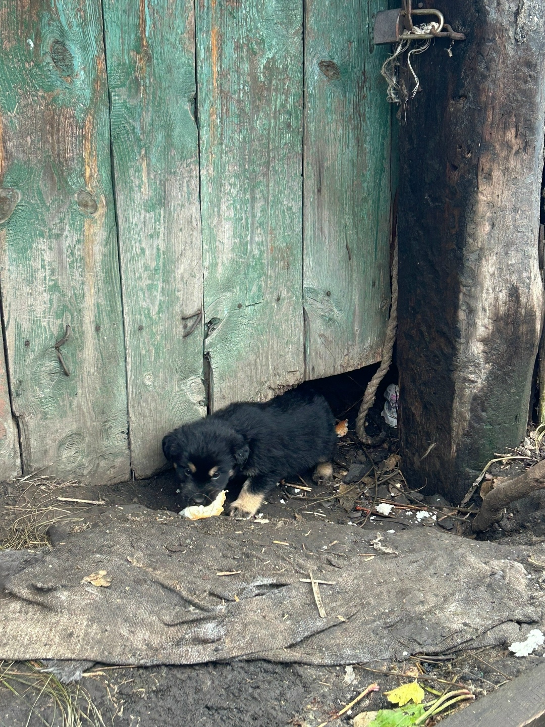 Пропала собака в Сызрани — фото объявления