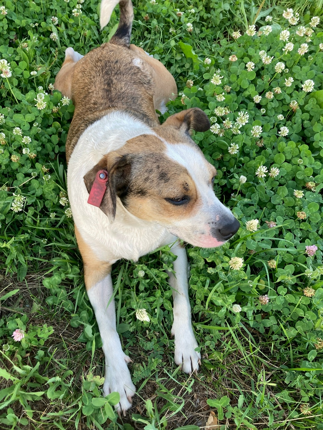 Пропала собака в Сызрани — фото объявления