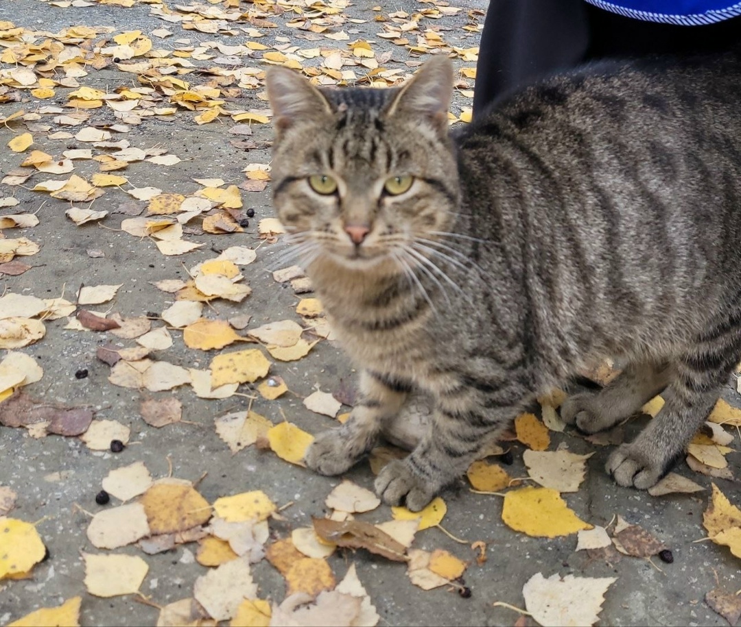 Найдена кошка в Сызрани — фото объявления