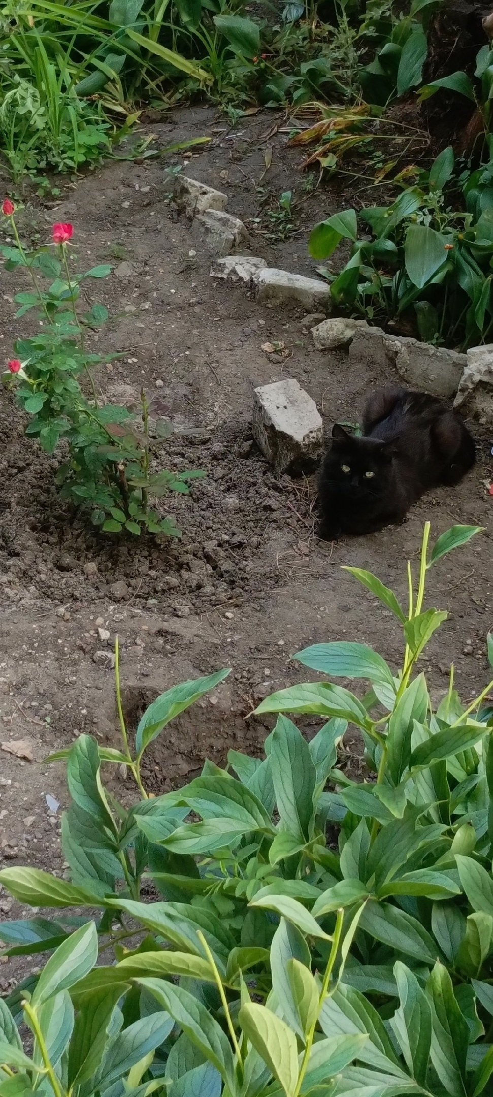 Пропала кошка в Сызрани — фото объявления