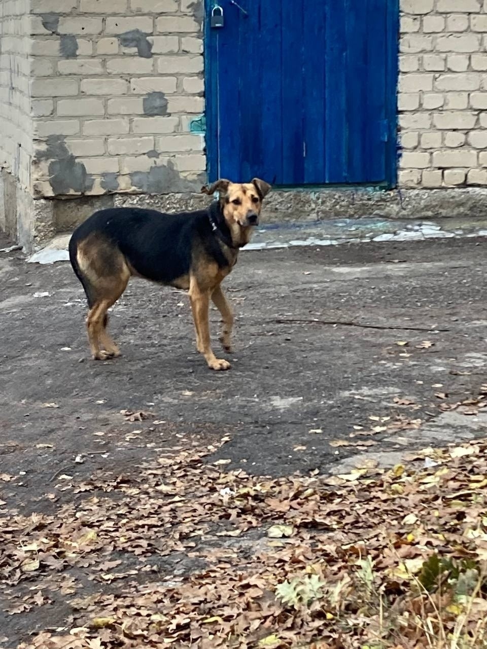 Найдена собака в Сызрани — фото объявления