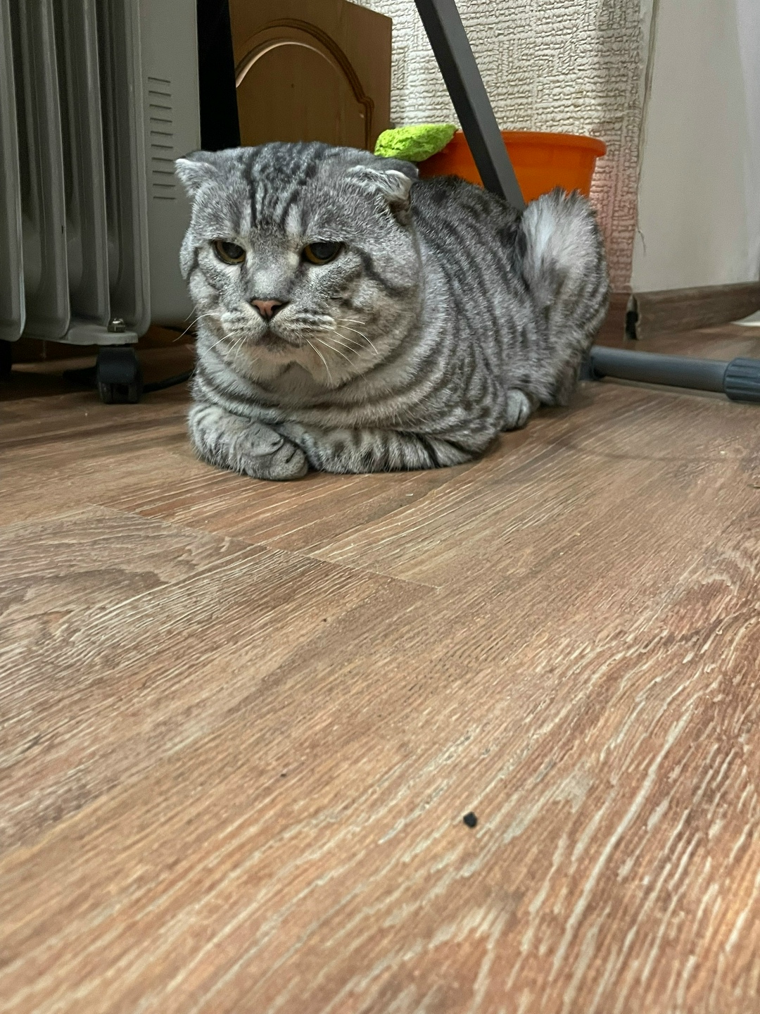 Найдена кошка в Сызрани — фото объявления