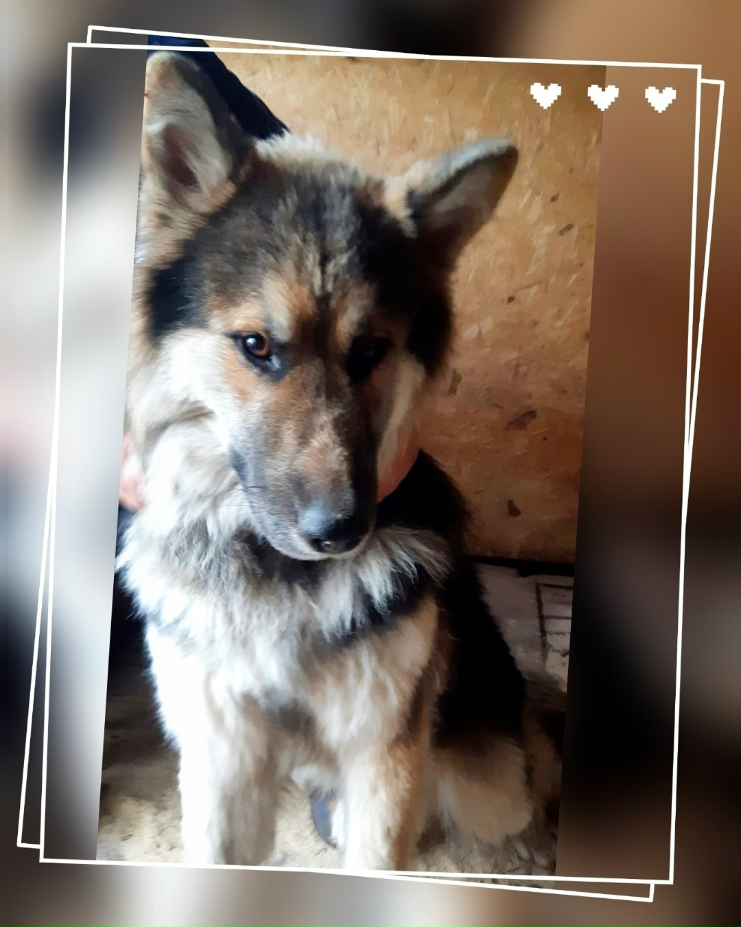 Найдена собака в Сызрани — фото объявления