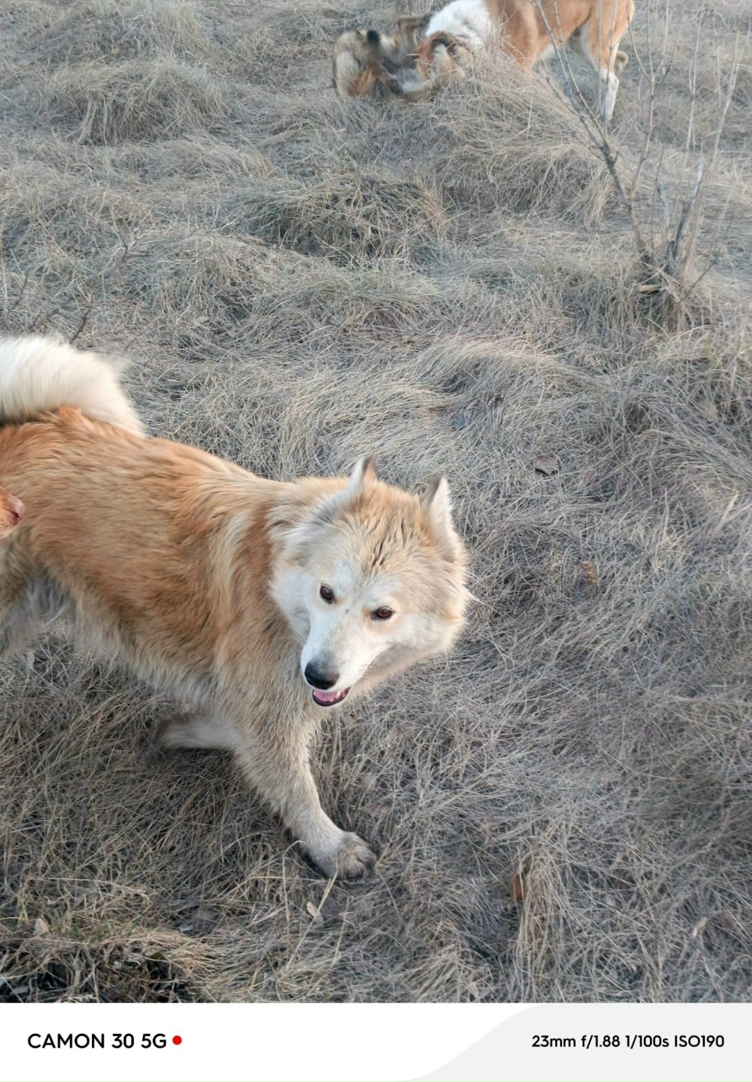 Пропала собака в Сызрани — фото объявления
