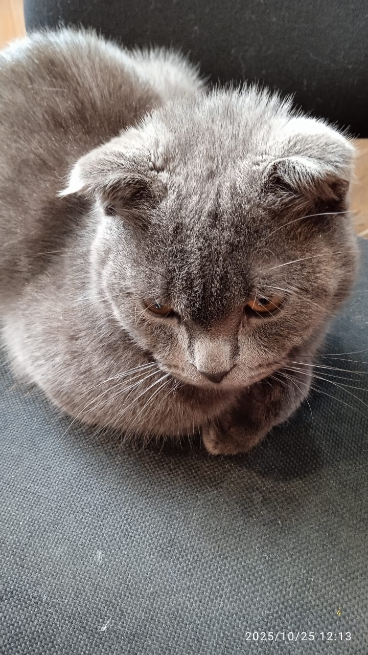 Пропала кошка в Сызрани — фото объявления