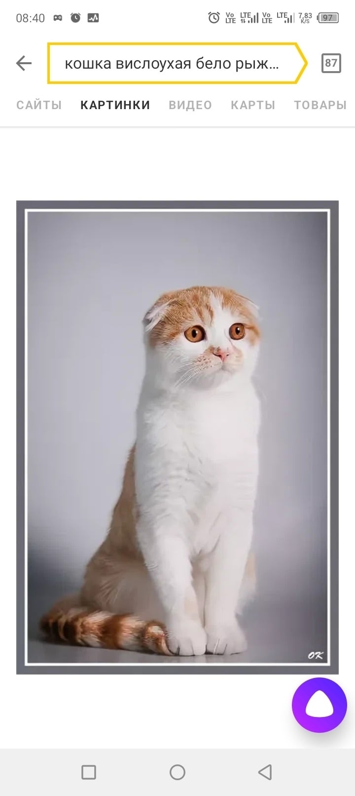 Пропала кошка в Сызрани — фото объявления