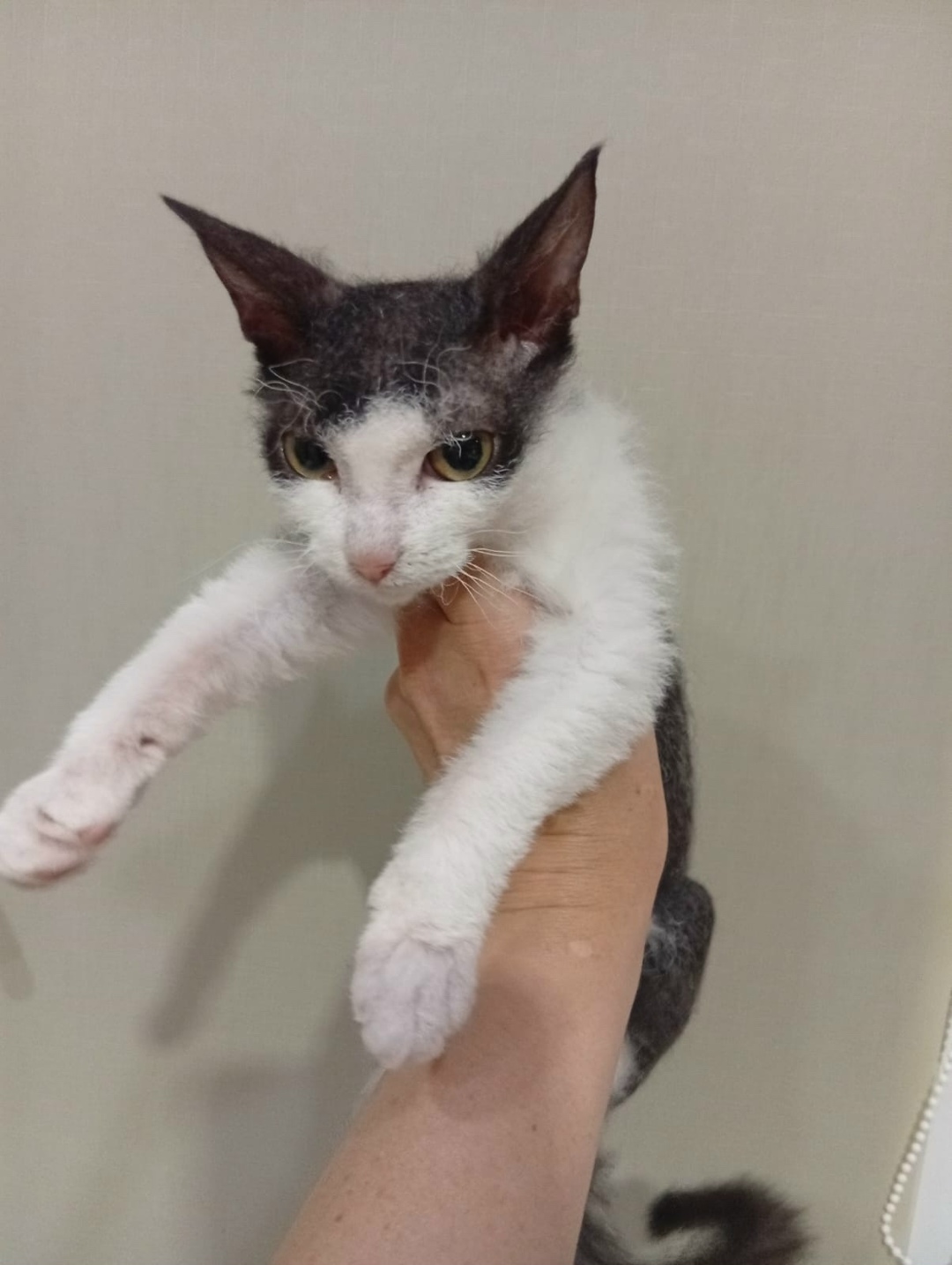 Найдена собака в Сызрани — фото объявления